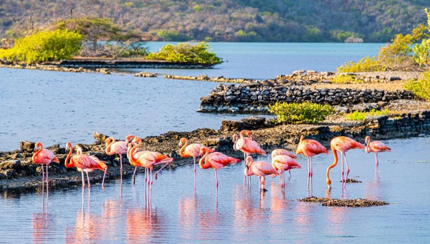 Caribbean Beach Resort Blenchi Curacao Willemstad Ruang foto